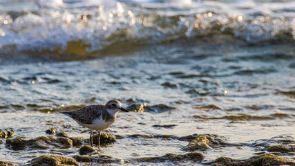 gray bird on the beach