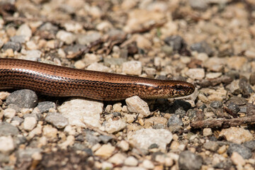 Blindschleiche auf einem Waldweg