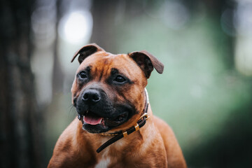 Obraz premium Staffordshire bull terrier in action photography outside. 