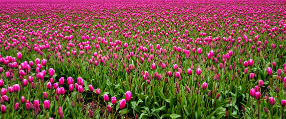 Tulpenpracht in de Noordoostpolder, provincie Flevoland