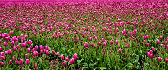 Foto auf Leinwand Tulpenpracht in de Noordoostpolder, provincie Flevoland © Holland-PhotostockNL