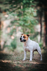 Staffordshire bull terrier in action photography outside.	
