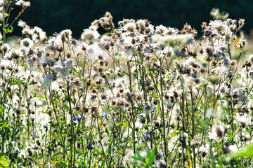 Fototapeta premium Feldblumen