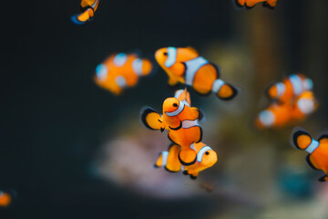 Fototapeta na wymiar Golden Fishes in the aquarium close up view
