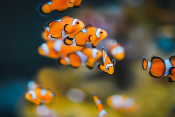 Golden Fishes in the aquarium close up view