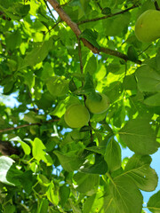 Plums hanging on branches on a farm.