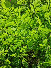 close up green Mugwort leaf.