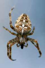 Araneus diadematus is commonly called the European garden spider, diadem spider, orangie, cross spider and crowned orb weaver