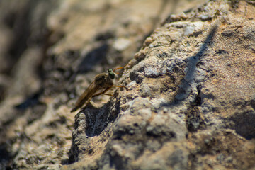 Philonicus is a genus of robber flies in the family Asilidae. There are least 20 described species in Philonicus.