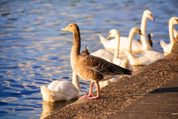Greylag goose stands in front of swans at the Binnenalster lake in Hamburg