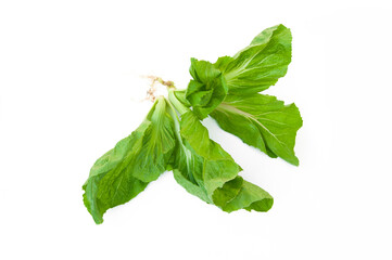 Mustard Greens isolated on white background.Brassica juncea