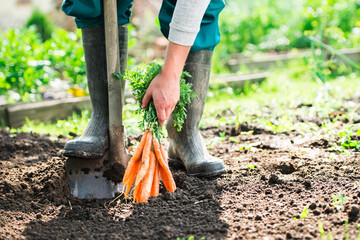 Man farmer holding a ripe orange carrots. Local farming, Harvesting concept. Gardening.