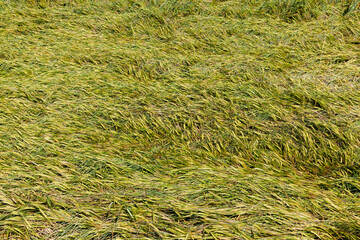 an agricultural field with wheat in summer