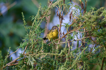 Yellow prairie warbler in Everglades National Park, Florida