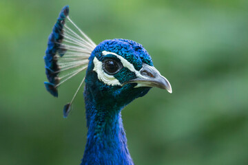 Fototapeta premium Blauer Pfau - Aufnahme des Kopfes