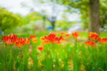 太陽に照らされる赤色のチューリップ