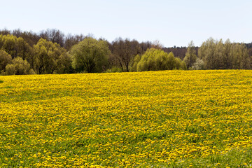 Obraz premium yellow dandelion flowers in the summer