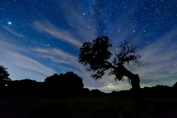 night photography of cork oak against the light with the stars, jupiter and saturn