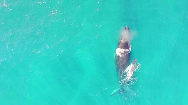 Fantastic aerial view of family whale swim together, and the impressive calf jump in the clear water of Sainte Marie, Madagascar