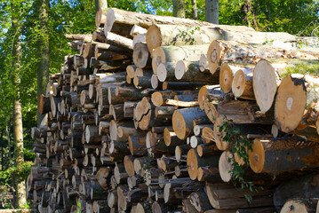 Cut and stapled tree trunks at forest fo Zurich Schwamendingen on a sunny summe evening. Photo taken August 12th, 2021, Zurich, Switzerland.