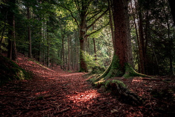 Der Wald als Lebensraum im Bayerischen Wald