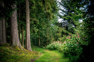 Der Wald als Lebensraum im Bayerischen Wald