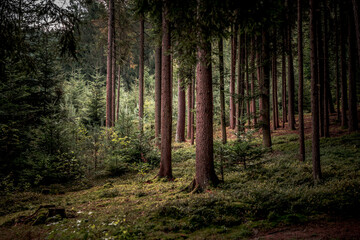 Der Wald als Lebensraum im Bayerischen Wald