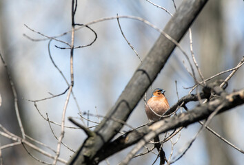 robin on branch