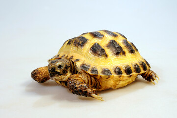 Steppenschildkröte, Vierzehenschildkröte // Russian tortoise (Testudo horsfieldii)