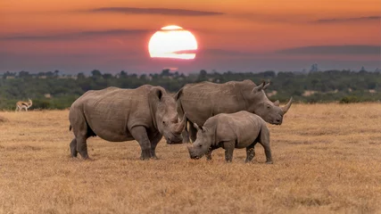 Poster Im Rahmen Breitmaulnashorn Ceratotherium Simum Breitmaulnashorn im Khama Rhino Sanctuary Kenia Africa.sunset © vaclav