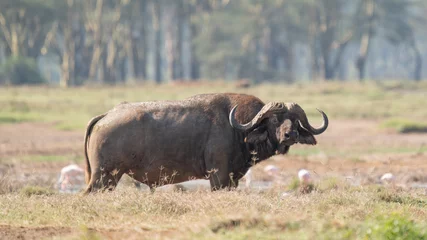 Tuinposter A Big old Cape Buffalo Dagga Bull ( Syncerus caffer) on a open grass plain © vaclav