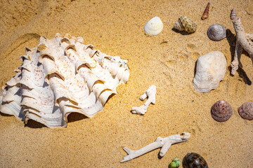 Sea shells on the golden sand. Abstract of Holiday Summer beach background.	