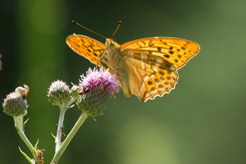 Kaisermantel auf einer Distelblüte