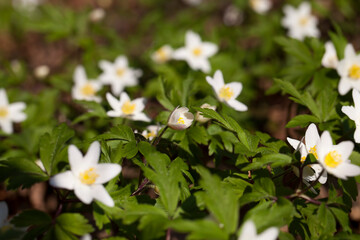 the first blooming in the forest