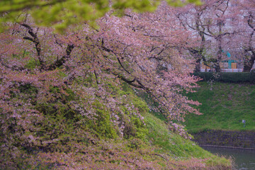 Fototapeta premium 千鳥ヶ淵の桜のイメージ