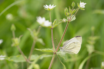 Butterfly - green-veined white (Pieris napi)