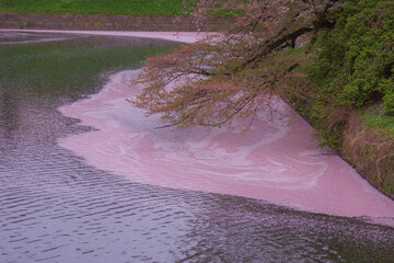 千鳥ヶ淵の桜のイメージ