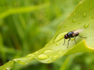 Fly in leaf