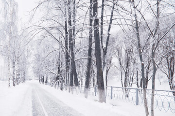 Naklejka premium Winter forest landscape. Tall trees under snow cover. January frosty day in the park.