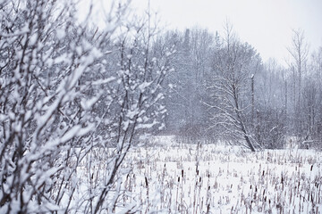 Winter forest. Landscape of the park in winter. Snow-covered trees at the edge.