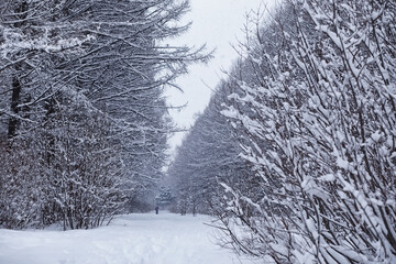 Winter forest. Landscape of the park in winter. Snow-covered trees at the edge.
