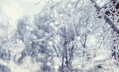 Winter forest landscape. Tall trees under snow cover. January frosty day in the park.