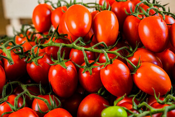 Close-up shot of fresh bio tomatoes. BIO vegetables from vilage garden.
