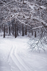 Winter forest. Landscape of the park in winter. Snow-covered trees at the edge.
