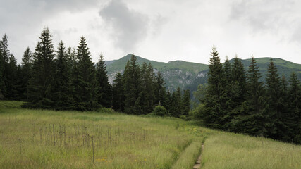 Mountain meadow in the Polish Tatras