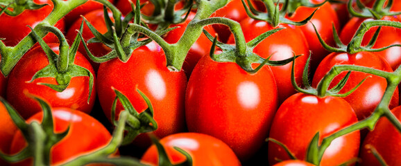 Close-up shot of fresh bio tomatoes. BIO vegetables from vilage garden.