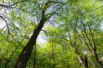 green poplars in the spring season in the forest