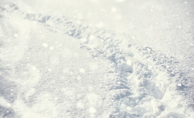 Winter forest landscape. Tall trees under snow cover. January frosty day in the park.