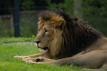 Lion, king of the animals.