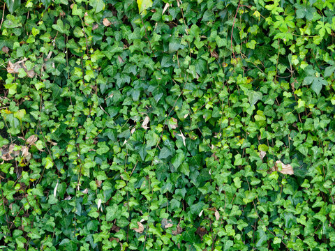 ツタ植物 Images Browse 50 Stock Photos Vectors And Video Adobe Stock